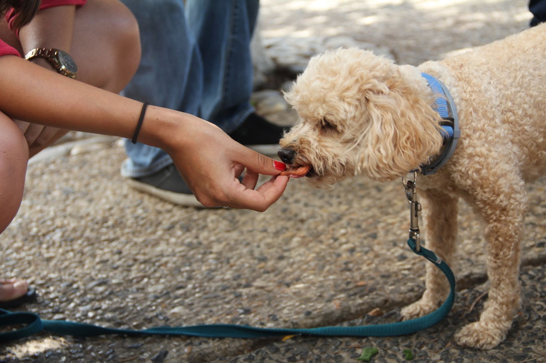Dog eating
